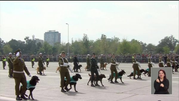 Participación de perritos de Carabineros causó furor durante la Parada Militar 2022
