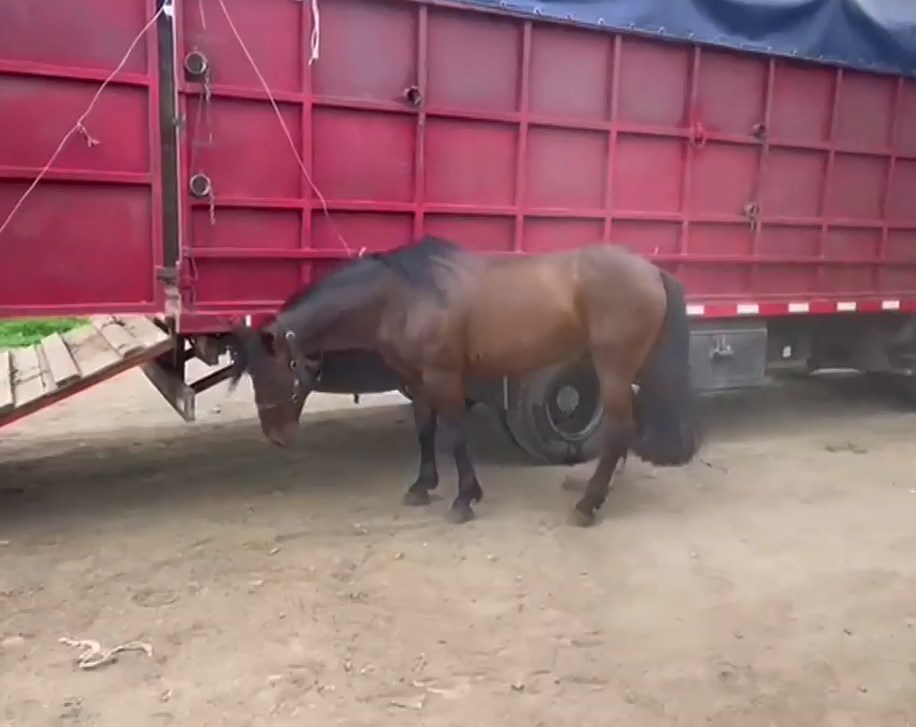 El escandaloso robo de caballos: de las pesebreras a "la parrilla"
