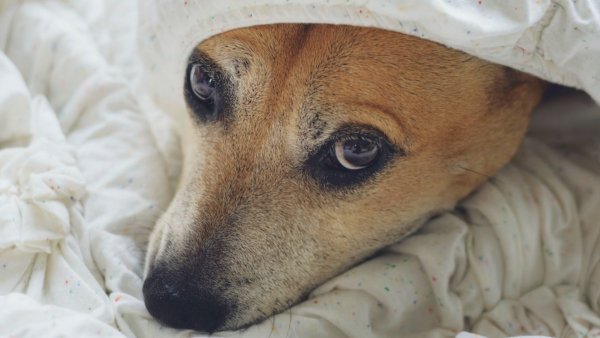 ¿Dónde encuentro ayuda para mis mascotas?
