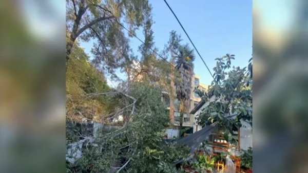 ¡Mucho cuidado! Tips para reconocer si su árbol corre peligro de caer
