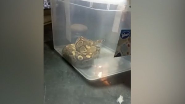 ¡Impactante! Encontró una pitón en su dormitorio
