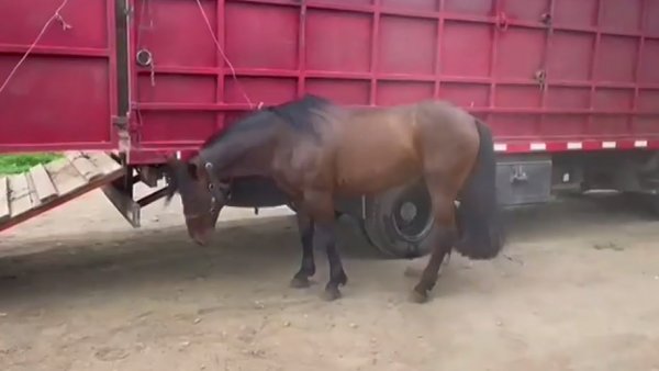 El escandaloso robo de caballos: de las pesebreras a "la parrilla"
