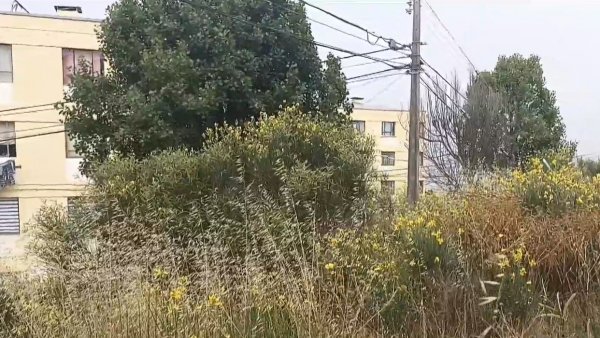 Insólito: Multan a vecina por desmalezar patio comunitario
