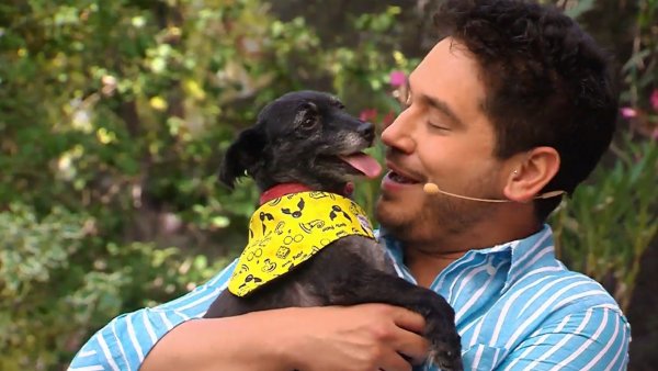 Mascotas y el calor ¿Cómo protegerlos de las altas temperaturas?
