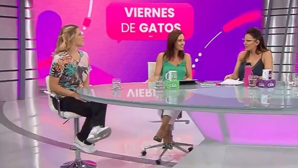 Viernes de gatos: Los cuidados y la crianza de los felinos en las casas