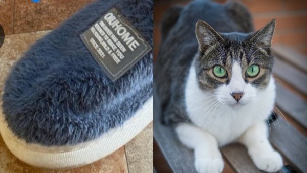 "Perdón lo ratera": Gato se robó pantufla de vecino y dueña pidió perdón en Sosafe
