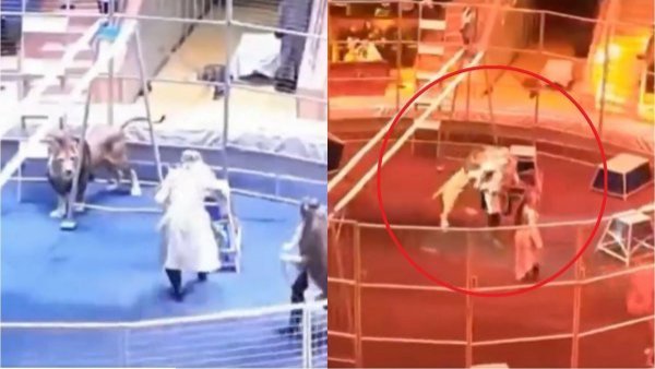 VIDEO: captan momento en que león atacó a su domador en plena rutina de circo
