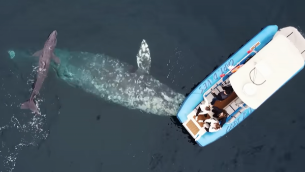 Increíble video: ballena dio a luz frente a un bote lleno de turistas
