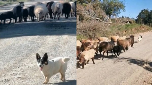 "Perdone, compañero": perrito ovejero de Valdivia se viralizó por 'pedir permiso'

