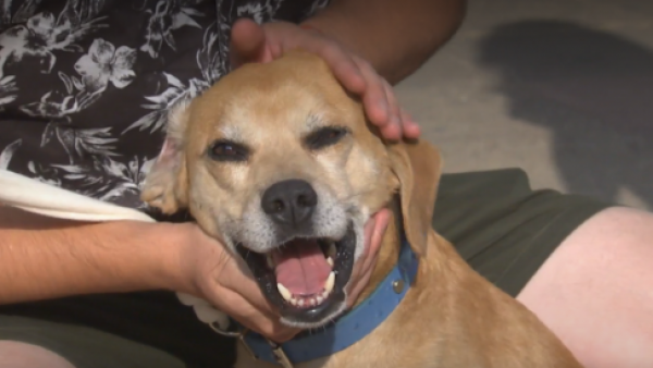 Los pasos y requisitos para adoptar una mascota