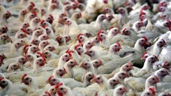 Japón sacrifica 10 millones de aves para contener brotes de gripe aviar
