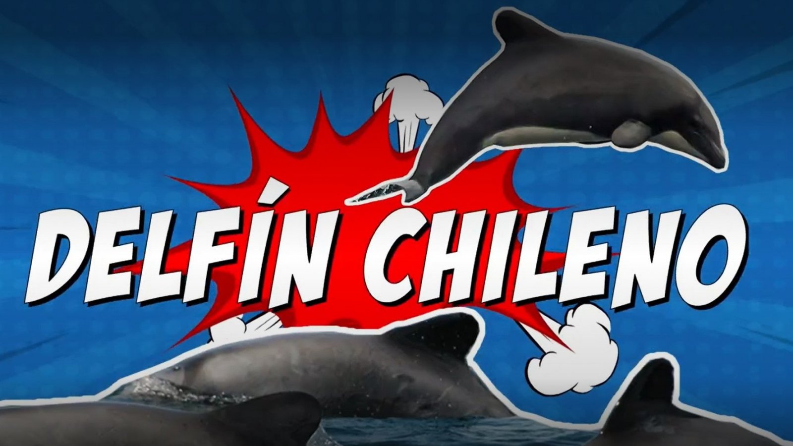 Animales chilenos superasombrosos Temporada 2 Capítulo 2: Delfín
