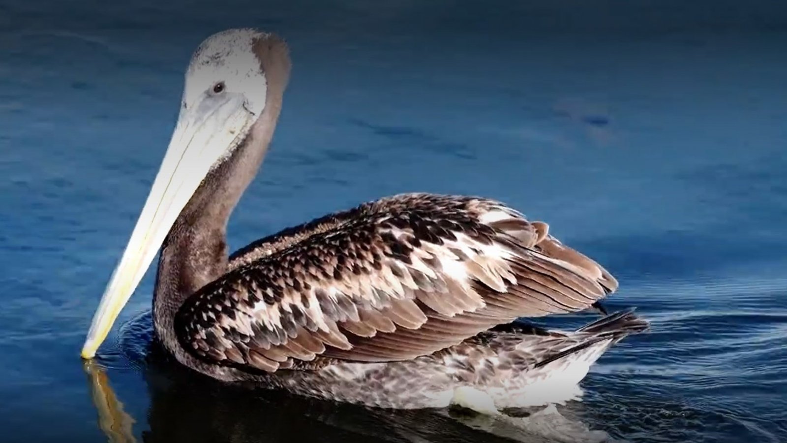 Animales chilenos superasombrosos Temporada 2 Capítulo 3: Pelícano de Humboldt
