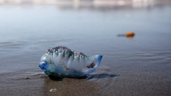 Reapareció la fragata portuguesa en playa de Cachagua
