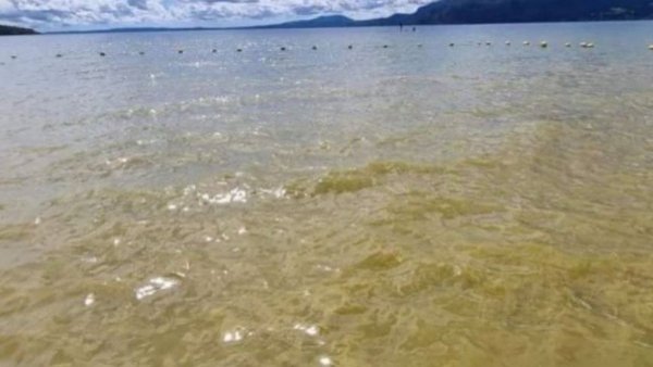 Detectan niveles anormales de toxicidad en aguas del Lago Villarrica
