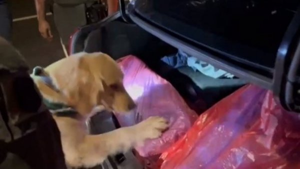 Fucsia, la perrita policial que ayudó a incautar más de 100 kilos de droga en Antofagasta
