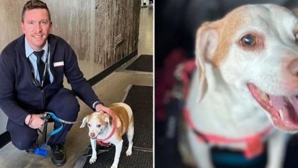 Mujer abandona a perrita en aeropuerto: su jaula no cabía en el avión
