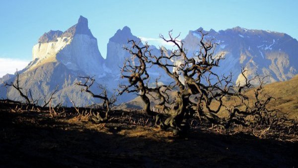 Por primera vez en la historia: Magallanes en emergencia agrícola por sequía
