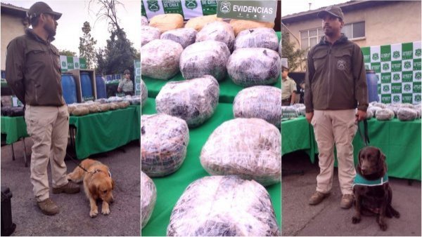 "Elvis" y "Hulk": perros de Carabineros logran incautar 90 kilos de droga en Maipú
