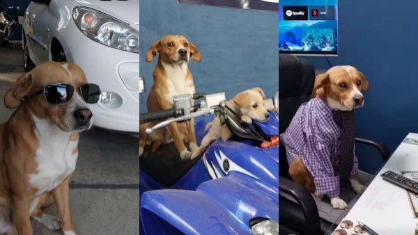 Automotora es furor es redes sociales por tener a perritos como "vendedores"
