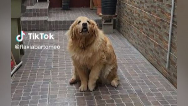 Furor en TikTok por perrita que baila 'La Macarena'
