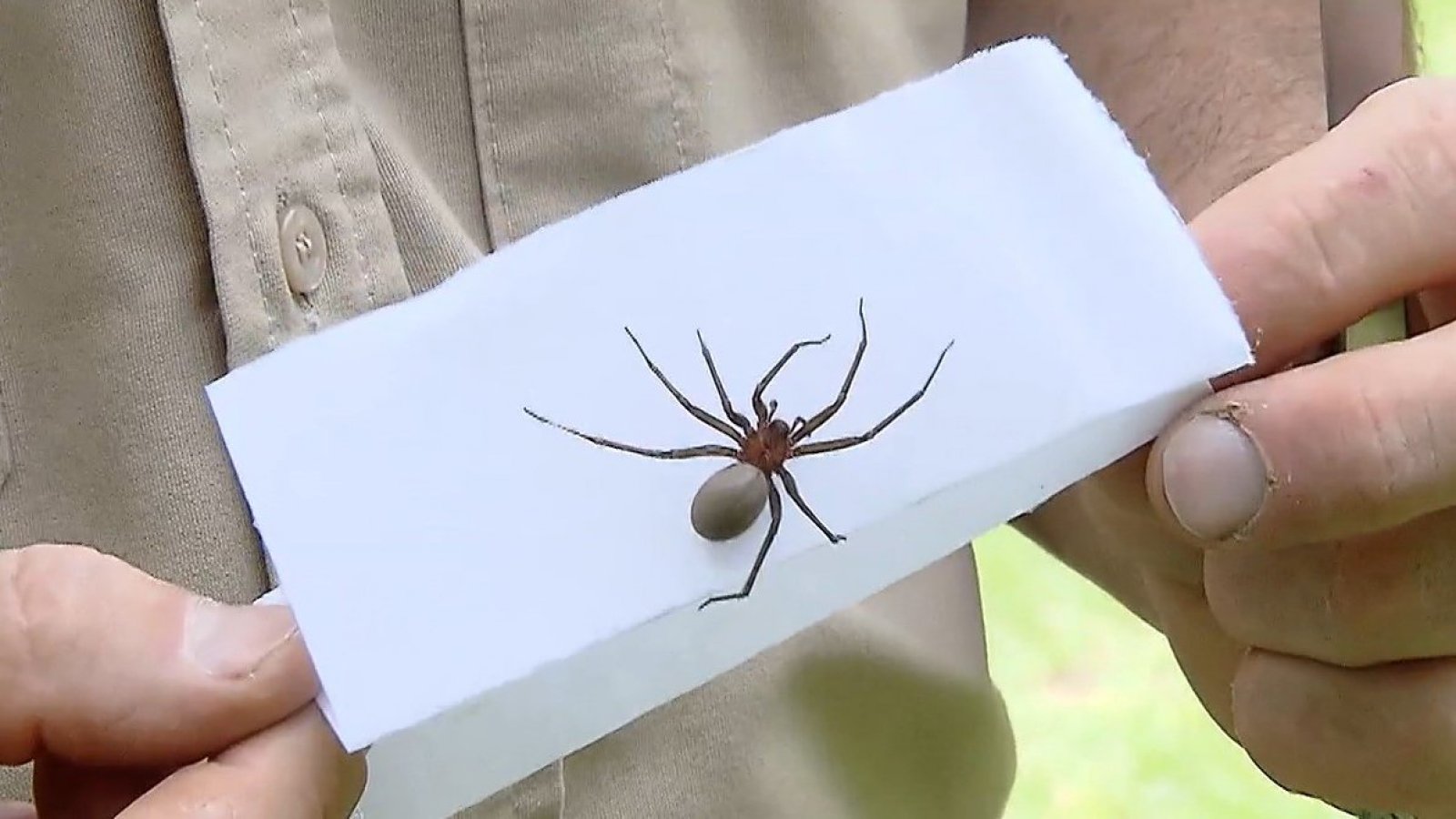 Síntomas y qué hacer: ¿Cómo reconocer una morderura de araña de rincón?
