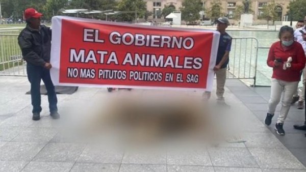 Dueño de zoológico protesta con un león muerto afuera de La Moneda
