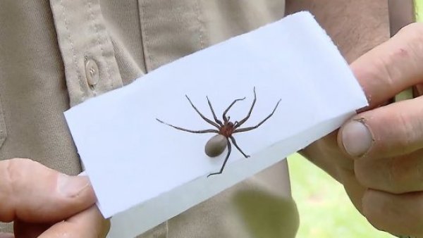 Síntomas y qué hacer: ¿Cómo reconocer una morderura de araña de rincón?