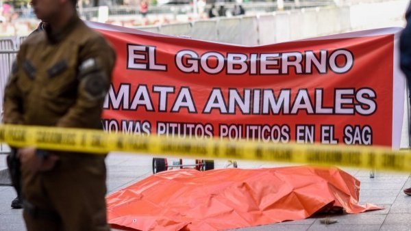 "Atenta contra la dignidad animal": SAG rechaza manifestación de león muerto en La Moneda
