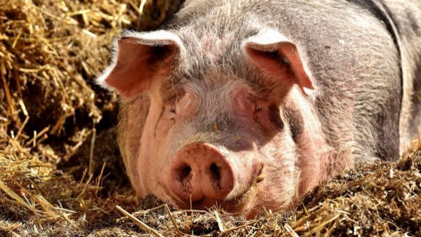 Cerdo mató a carnicero en pleno matadero de Hong Kong: le enterró un cuchillo
