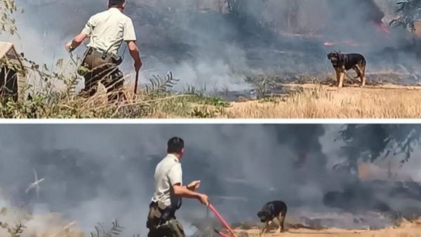 Carabinero arriesga su vida por perrito en incendio: "No solo las personas necesitan ayuda"
