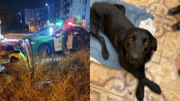 Denuncian caso de zoofilia en Coquimbo: sujeto habría drogado a perrito
