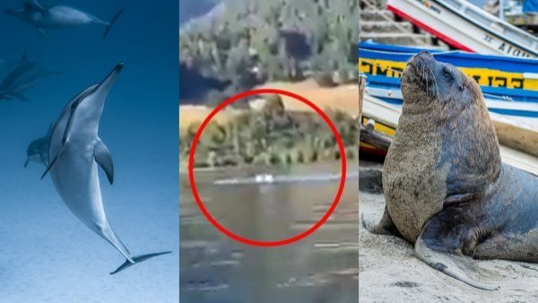 Extraño fenómeno en Lago Ranco: experto da posible explicación
