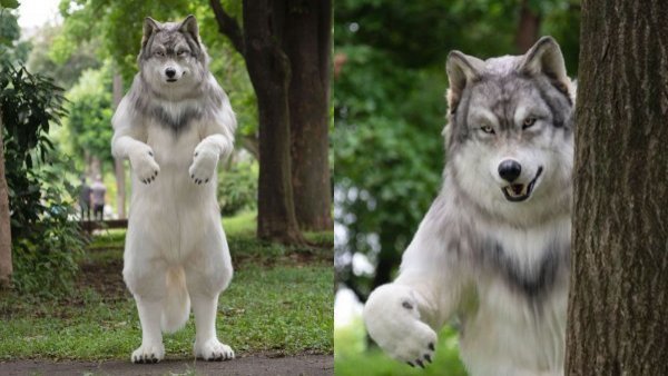 Gastó más de 18 millones en disfraz de lobo para estar "libre de problemas"
