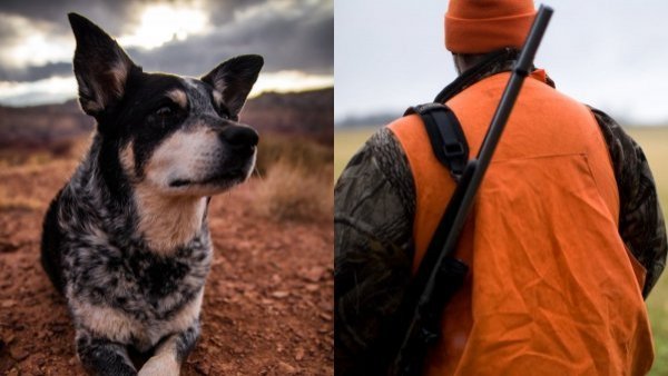 Perro activó rifle por error y mató a un hombre mientras cazaba en Estados Unidos
