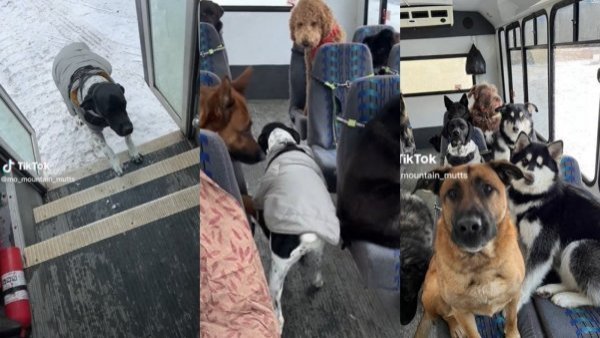 Transporte canino: perros se suben al bus, eligen su asiento y pasean por los bosques
