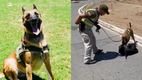 “Frosty del Emblema Verde”: perro policial detecta carga millonaria de cocaína
