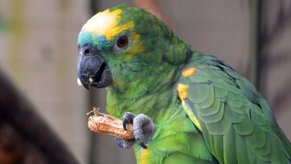 Familia llevó loro a su casa y está internada tras infectarse con bacteria en Argentina
