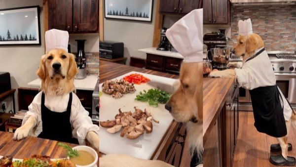 Él es Badger, el perro chef que conquista las redes sociales