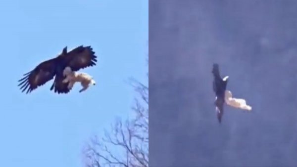 ¿Real o no?: el video que muestra a un águila llevándose a un perro
