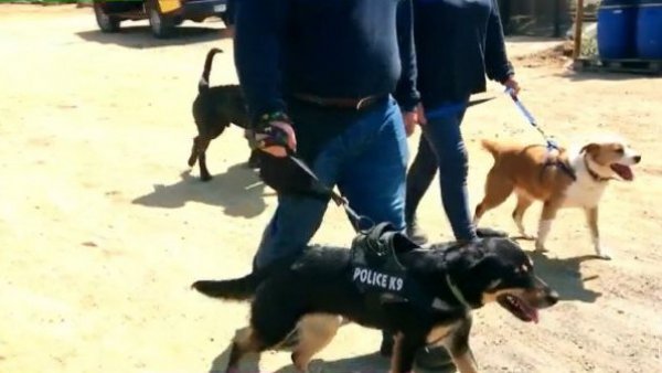 Perritos abandonados tienen una nueva oportunidad: Iniciativa los convierte en "seguritos" de playas