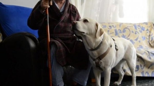 Perros de asistencia: Conoce la labor y funciones que realizan
