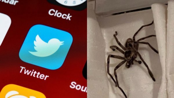 "No es fake”: se fue de vacaciones y pasó un momento de terror tras encontrar una araña gigante en su pieza
