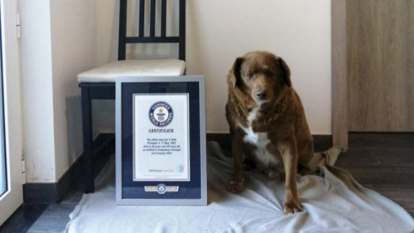 El perro más viejo del mundo se llama Bobi, tiene 30 años y vive en Portugal

