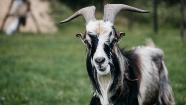 Sacrifican y comen cabras en zoológico mexicano para cena de Año Nuevo
