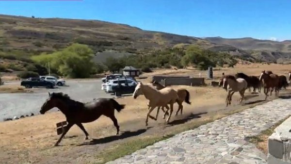 "La ventana de Chile": Impresionante tropilla de 100 caballos en las Torres del Paine
