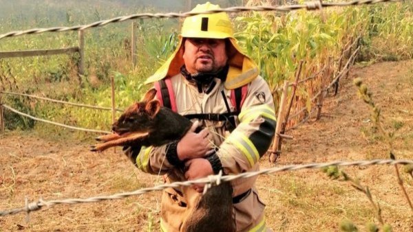 ¡Un héroe!: bombero salva a Pudú en medio de incendio en Concepción
