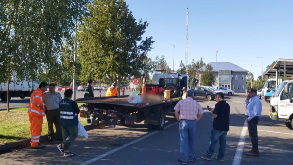 Puma muere tras ser atropellado en La Araucanía: se presume que huía de incendio forestal
