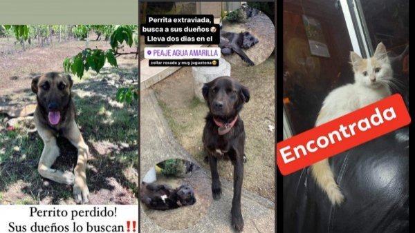 Incendios forestales: página de Facebook busca reunir a mascotas extraviadas con sus dueños
