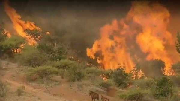 Incendios intencionales: ¿Cuál es el perfil de un pirómano?
